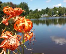 Fleur orange devant le lac Lafontaine, Camping Lac Lafontaine Parkbridge, Saint-Jérôme, Laurentides